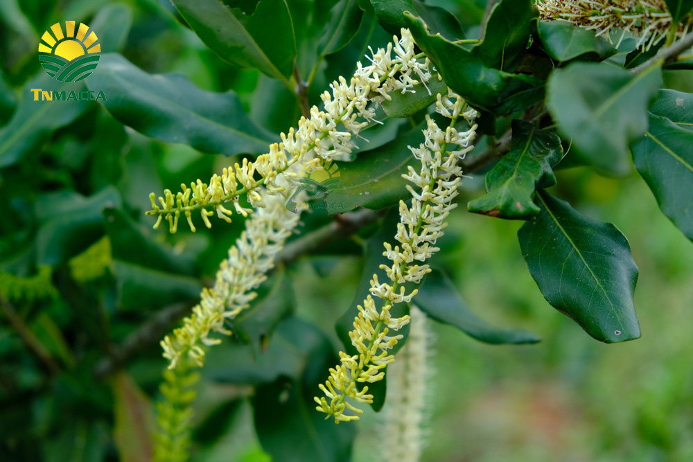 13.nen-an-bao-nhieu-hat-macca-moi-ngay