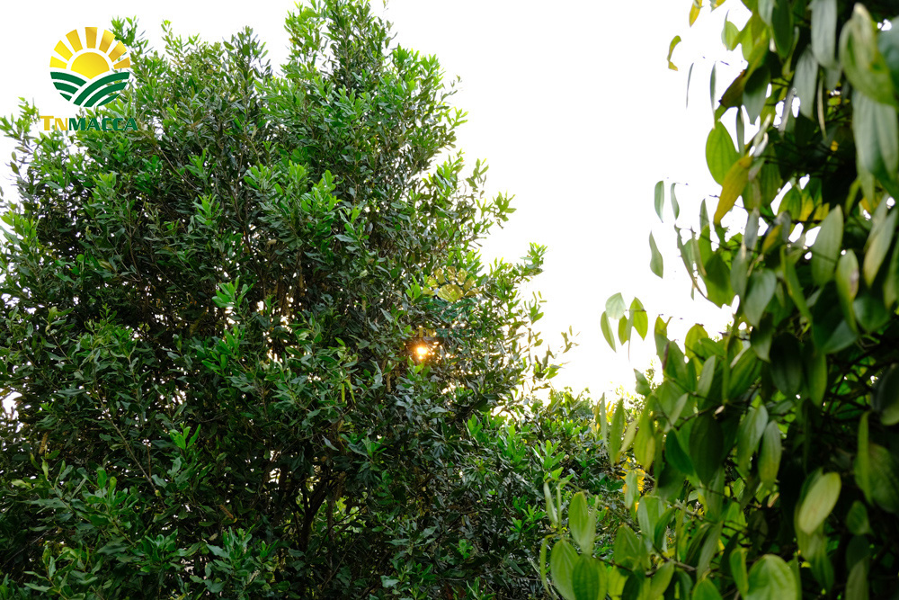 8.nen-an-bao-nhieu-hat-macca-moi-ngay