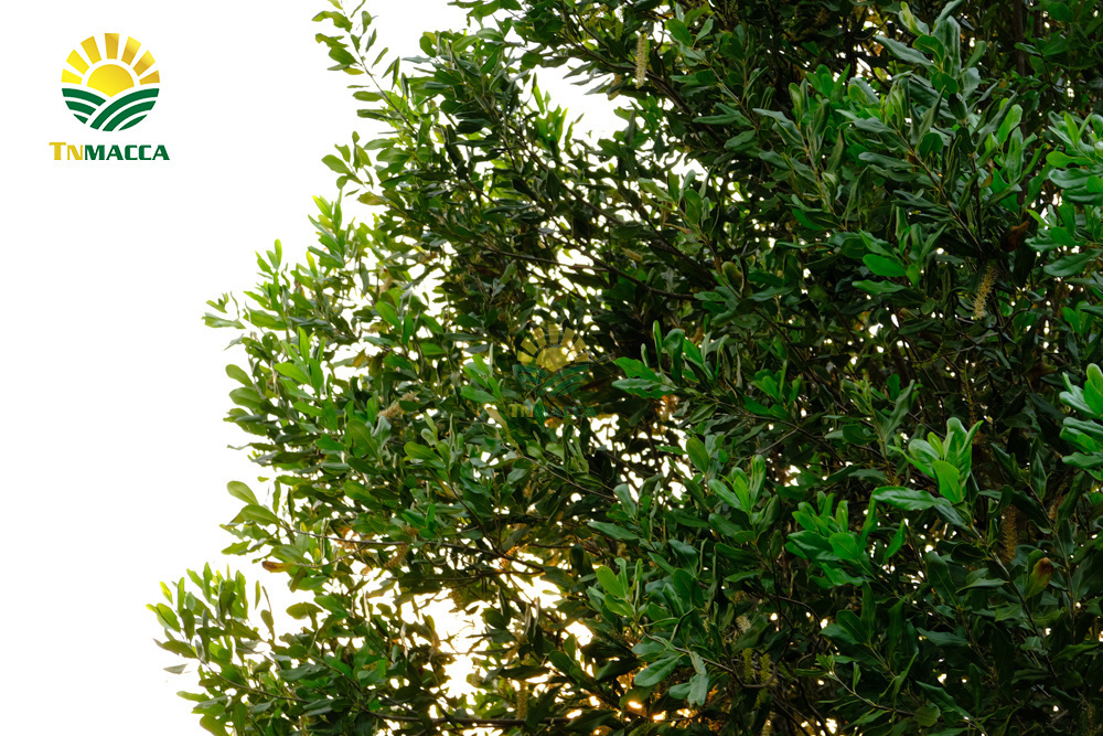 9.nen-an-bao-nhieu-hat-macca-moi-ngay