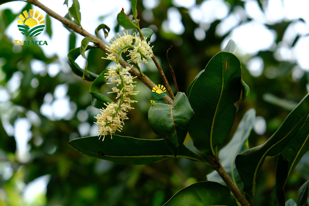 11.sua-hat-macca-3-cach-lua-sua-macca-phu-hop-voi-nhu-cau-su-dung