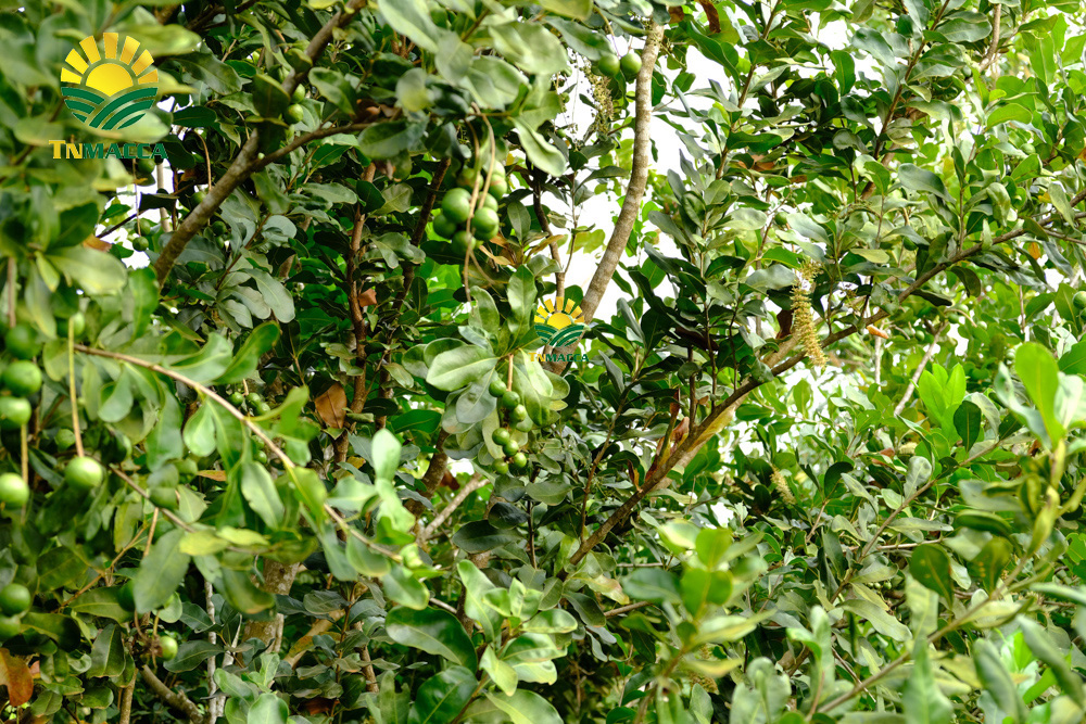 13.sua-hat-macca-3-cach-lua-sua-macca-phu-hop-voi-nhu-cau-su-dung