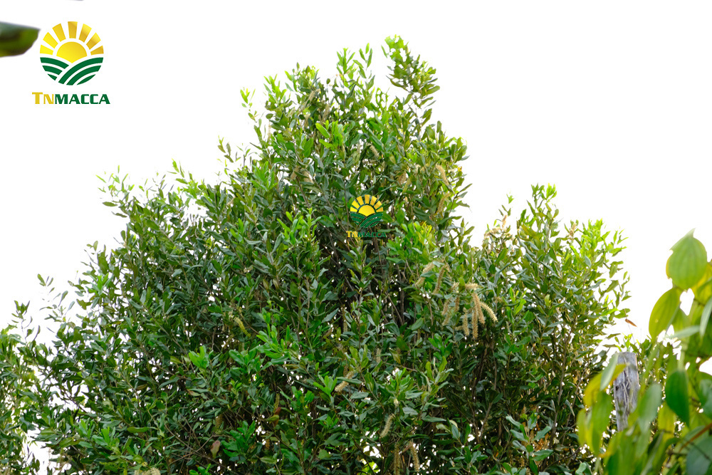 14.sua-hat-macca-3-cach-lua-sua-macca-phu-hop-voi-nhu-cau-su-dung