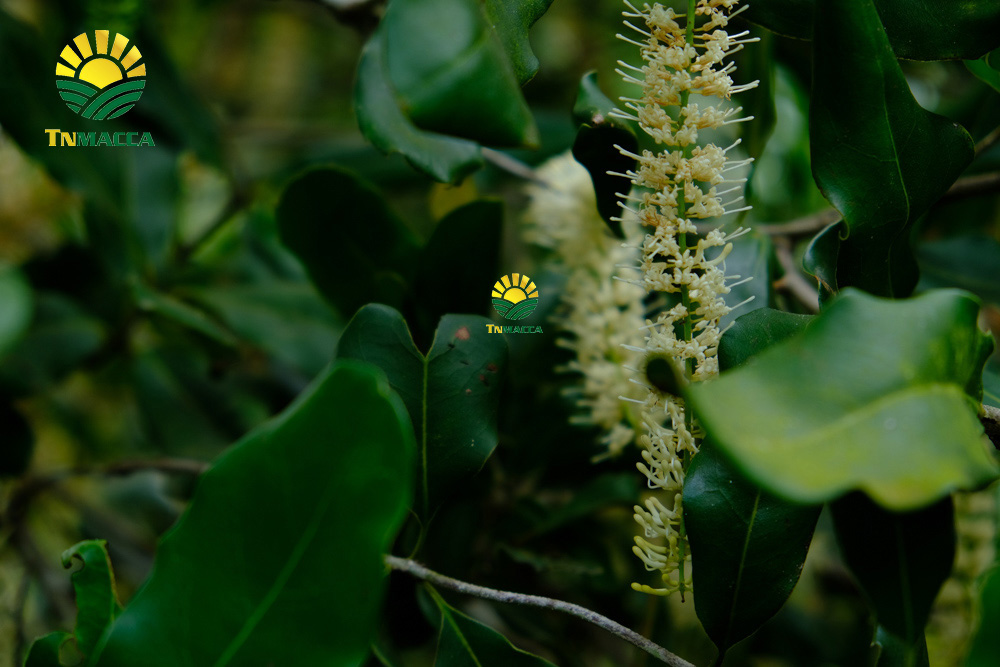 2.sua-hat-macca-3-cach-lua-sua-macca-phu-hop-voi-nhu-cau-su-dung