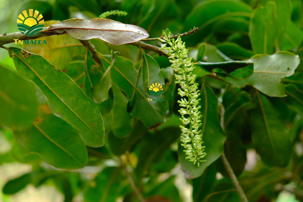 17.hat-macca-uc-tach-vo-gia-bao-nhieu-mua-hat-macca-haiwaii-o-dau-