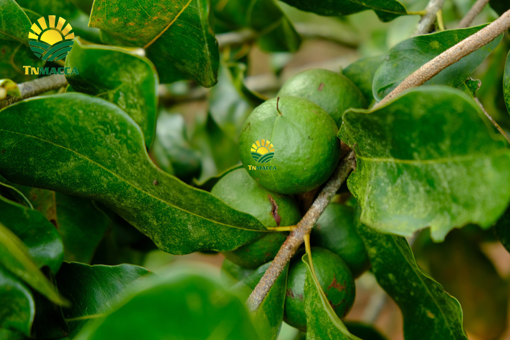 8.sua-hat-macca-3-cach-lua-sua-macca-phu-hop-voi-nhu-cau-su-dung