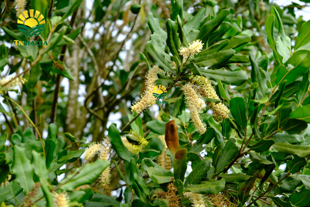 9.sua-hat-macca-3-cach-lua-sua-macca-phu-hop-voi-nhu-cau-su-dung