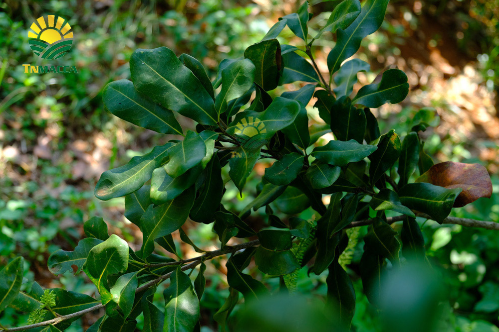 2.tac-dung-cua-hat-macca-voi-tre-em-hinh-anh-nhan-hat-macca