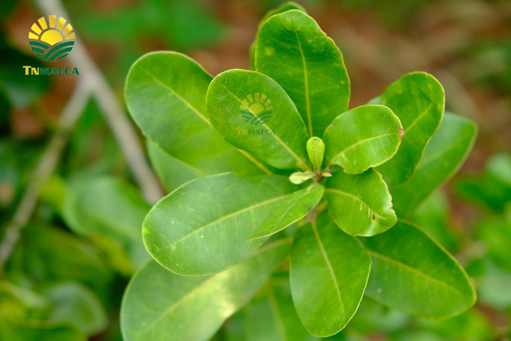 12.tac-dung-cua-hat-macca-voi-tre-em-hinh-anh-nhan-hat-macca