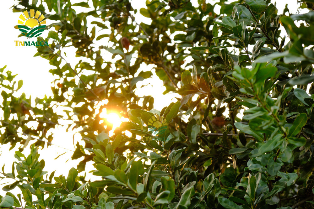 13.tac-dung-cua-hat-macca-voi-tre-em-hinh-anh-nhan-hat-macca