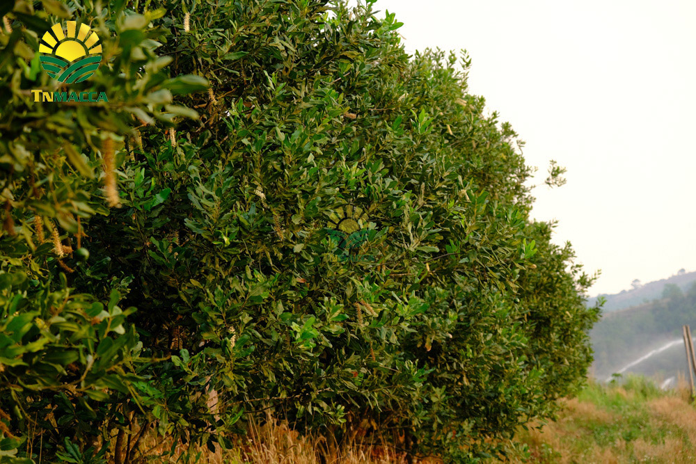 15.tac-dung-cua-hat-macca-voi-tre-em-hinh-anh-nhan-hat-macca