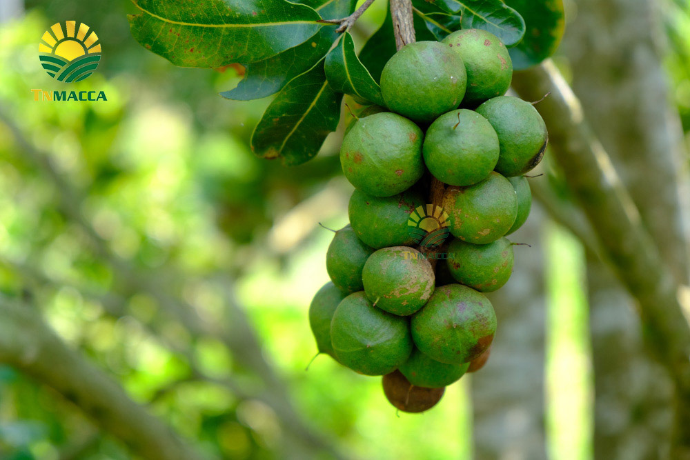 3.tac-dung-cua-hat-macca-voi-tre-em-hinh-anh-nhan-hat-macca