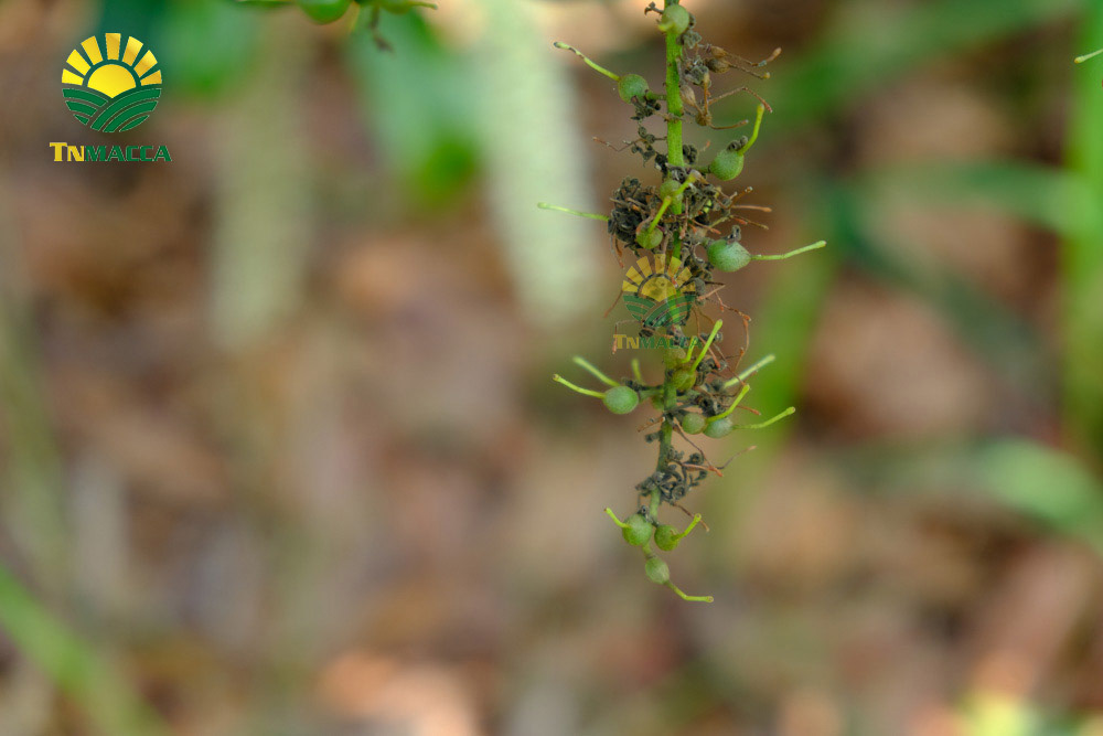 tac-dung-cua-hat-macca-voi-tre-em-hinh-anh-nhan-hat-macca