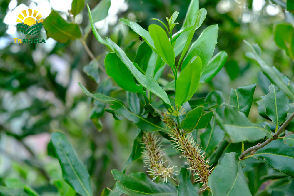 5.tac-dung-cua-hat-macca-voi-tre-em-hinh-anh-nhan-hat-macca