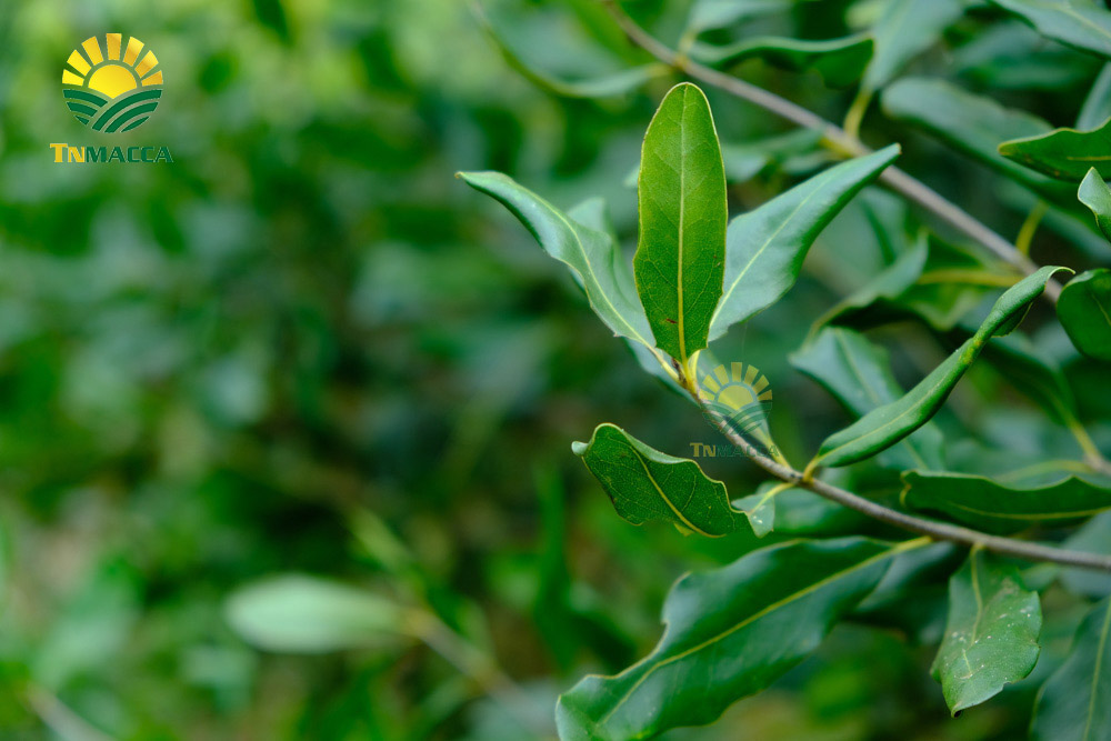 6.tac-dung-cua-hat-macca-voi-tre-em-hinh-anh-nhan-hat-macca