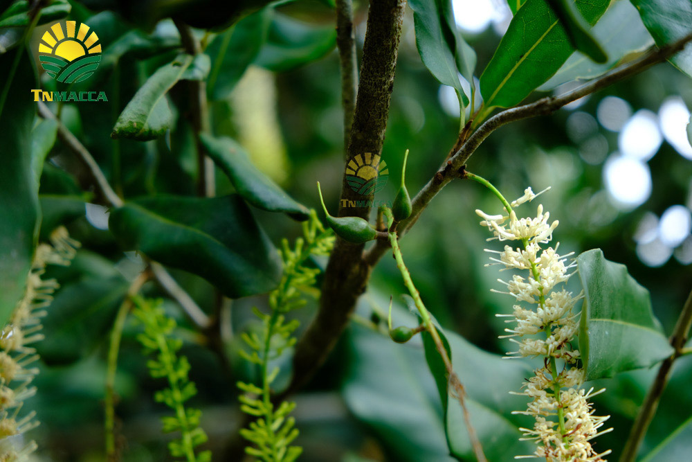 7.tac-dung-cua-hat-macca-voi-tre-em-hinh-anh-nhan-hat-macca