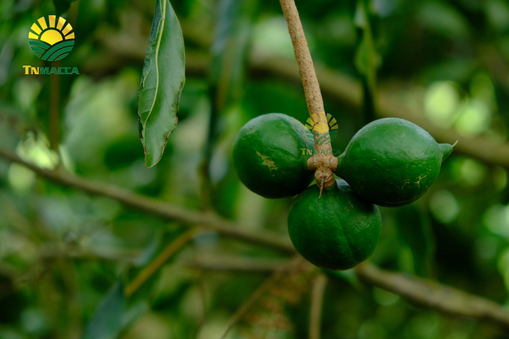 8.tac-dung-cua-hat-macca-voi-tre-em-hinh-anh-nhan-hat-macca