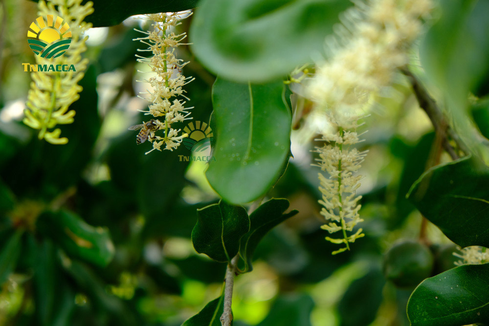 9.tac-dung-cua-hat-macca-voi-tre-em-hinh-anh-nhan-hat-macca