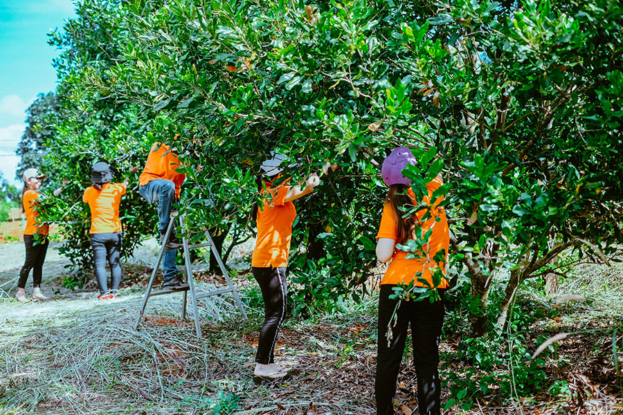 cay-mac-ca-dung-de-lam-gi